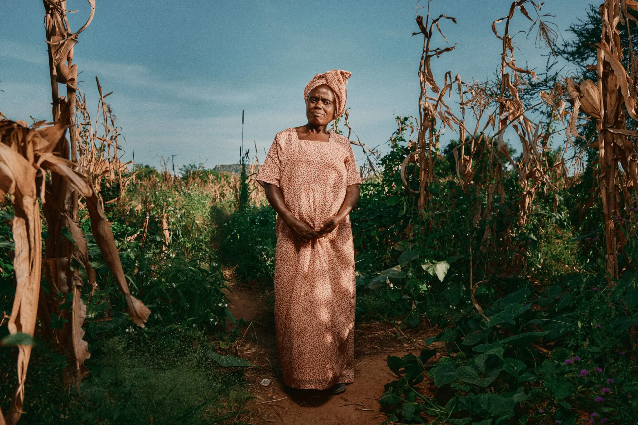 A woman in a pink dress stands among tall maize