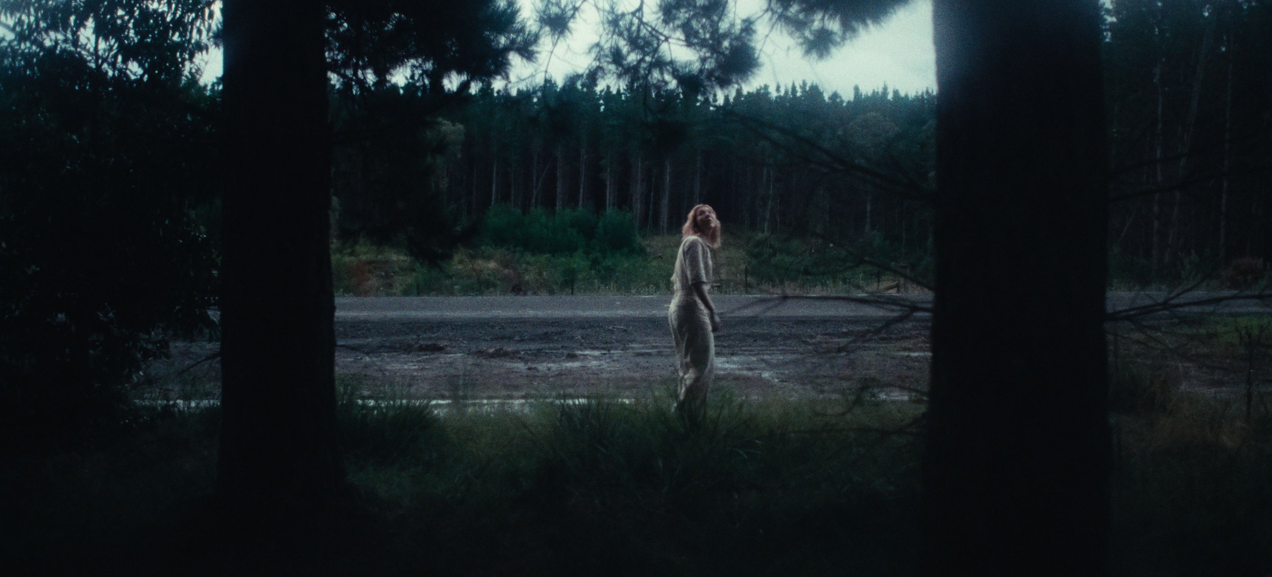 A woman stands small on a dirt road between pine trunks