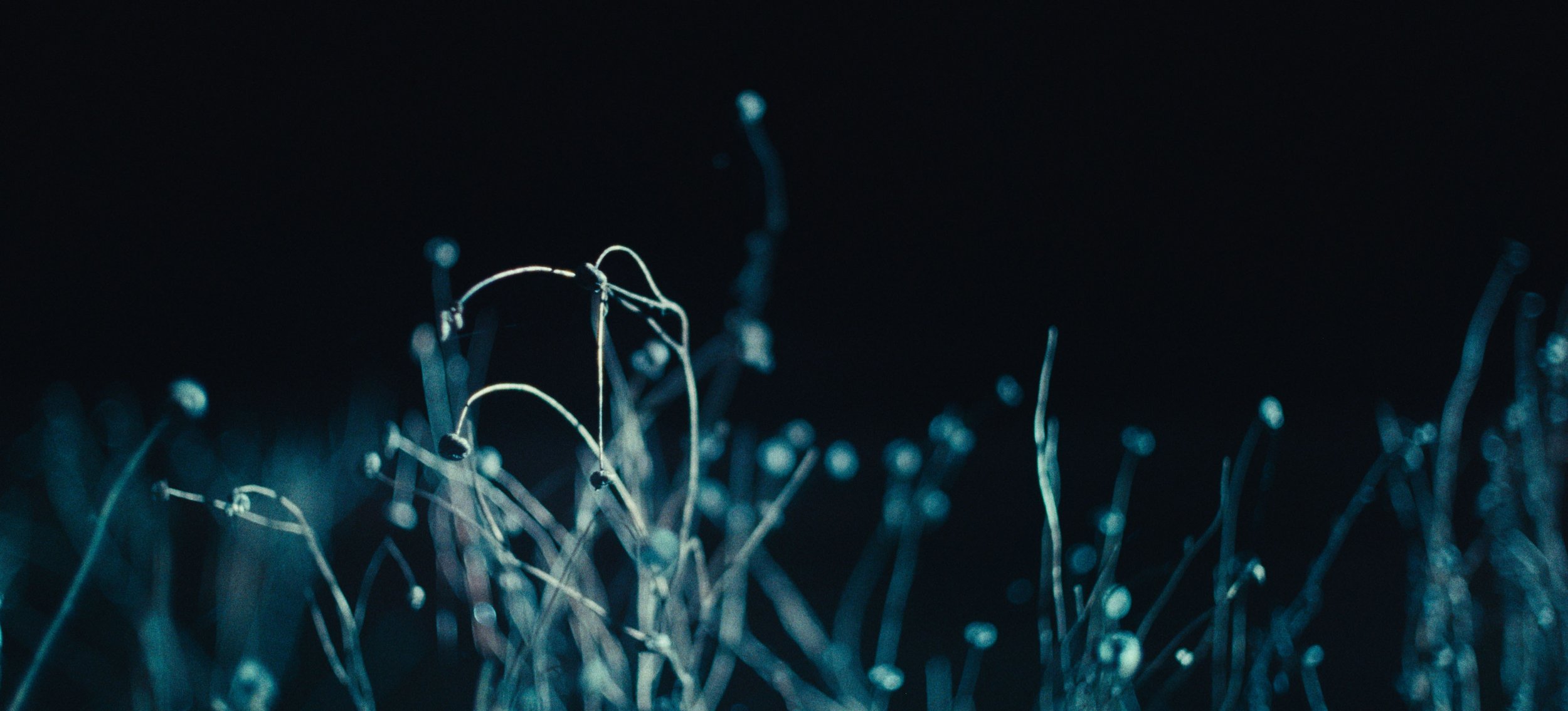 Seed heads backlit against a dark sky