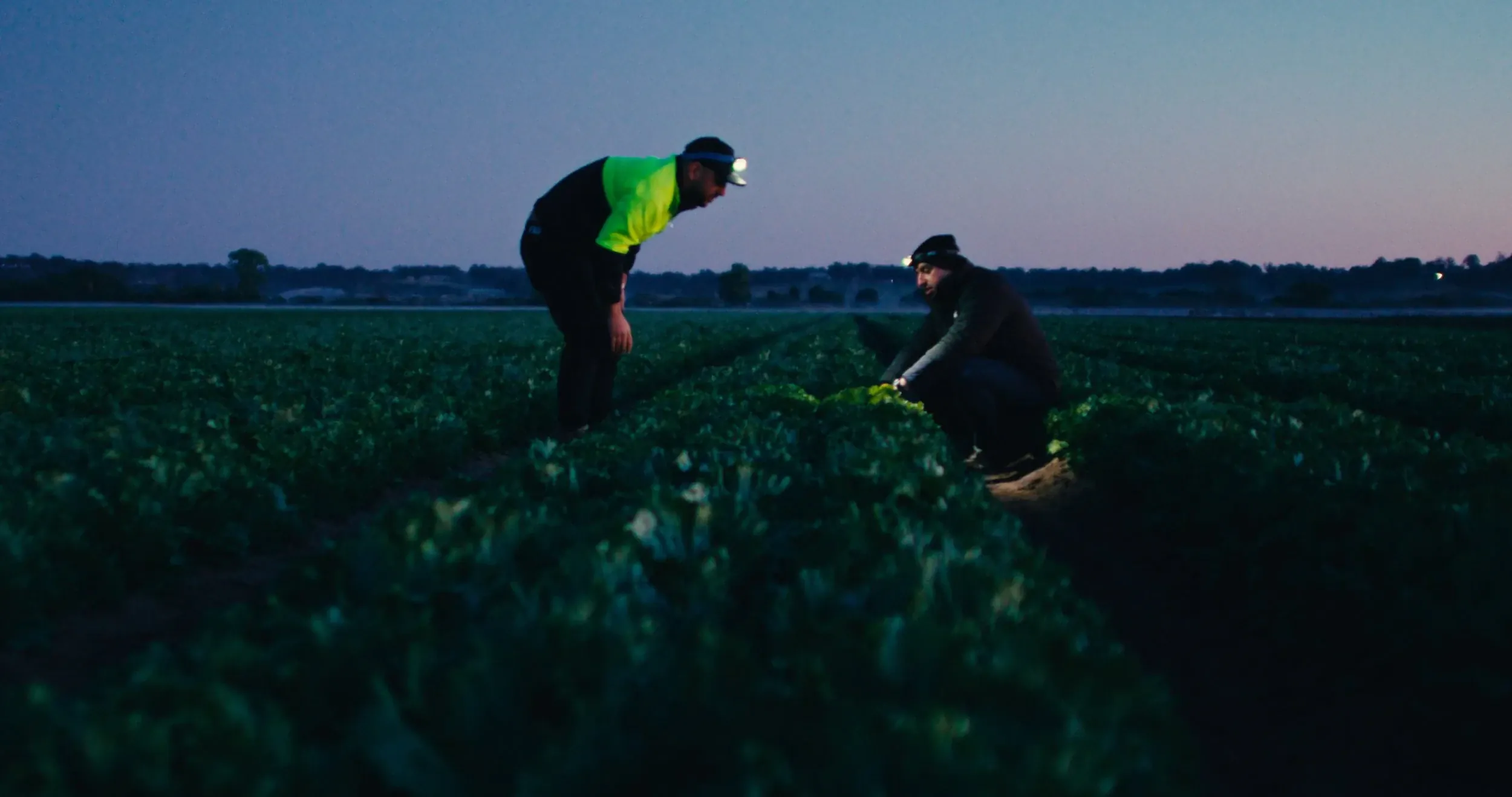 Two pickers in headlamps harvest leafy greens in a field at dawn